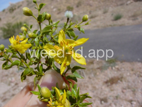 creosotebush